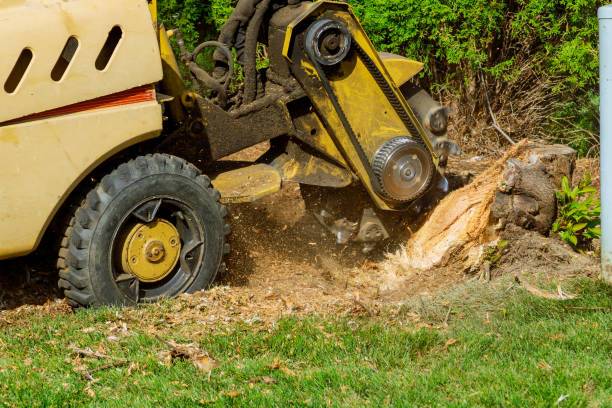 Best Root Management and Removal  in Orida Ridge, FL