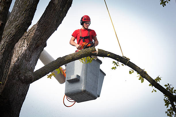 Best Fruit Tree Pruning  in Orida Ridge, FL